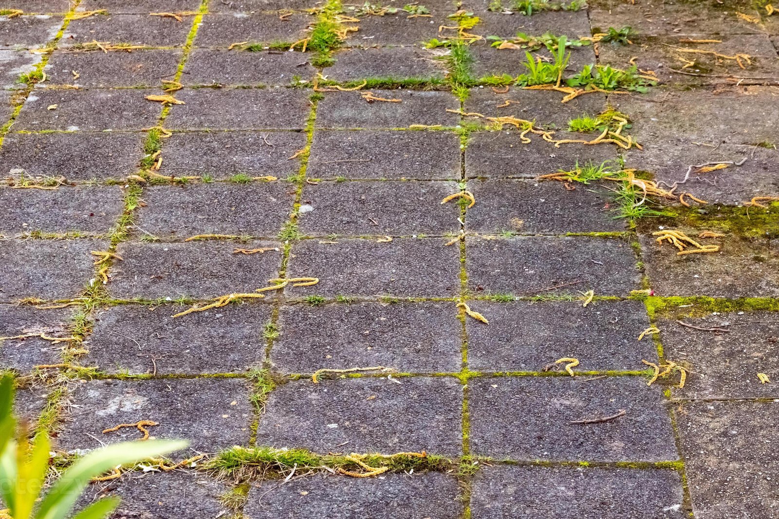 Pavé avec mauvaises herbes avant traitement